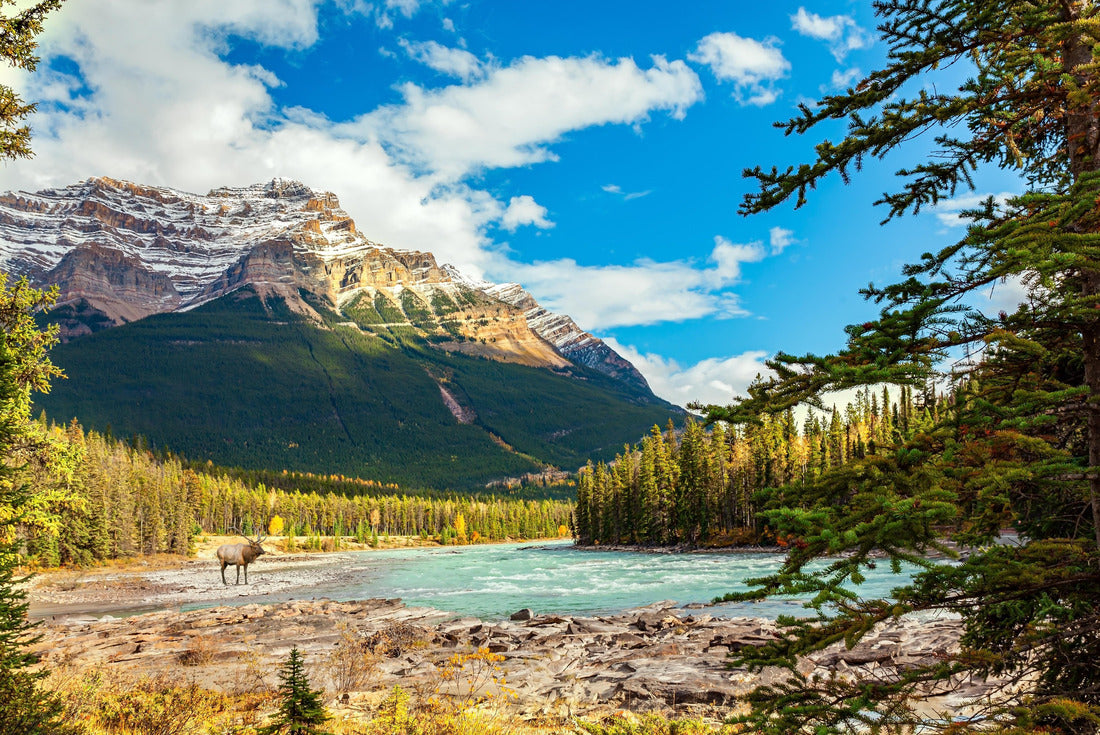 Noah Jigsaw Puzzle Jasper National Park. Alberta. Canadian Rockies. Red stag grazing on the river bank. Scenic mountains surround the waterfall and river Athabasca 2000 pieces