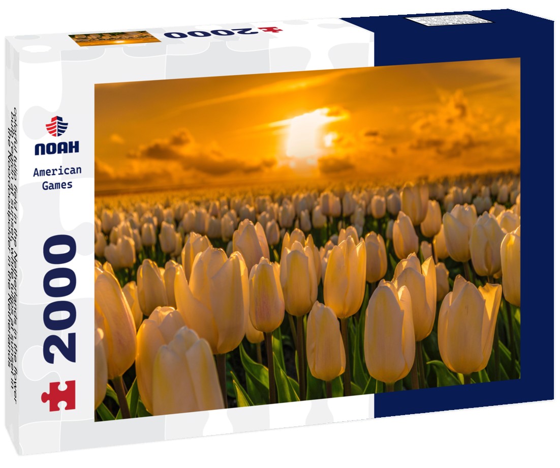 colorful tulip field in the Netherlands in the flower bulb region at sunset, white tulips at sunset in the Noordoostpolder in the Netherlands 2000pc Puzzle