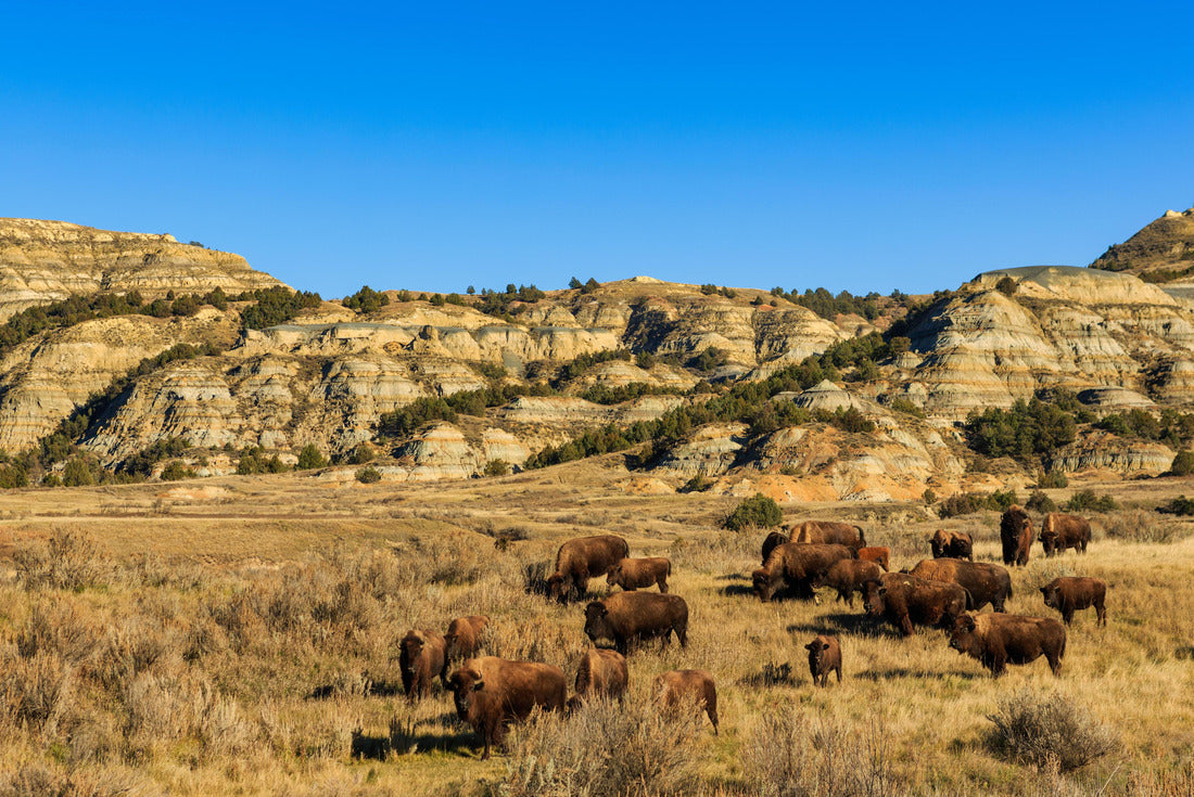 Noah Jigsaw Puzzle Buffalo in Theodore Roosevelt National Park, North Dakota 2000 pieces