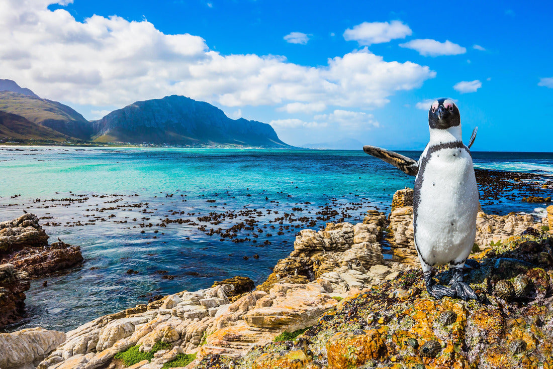 Fanny African penguin on the beach. Boulders Penguin Colony National Park, South Africa 2000pc Puzzle