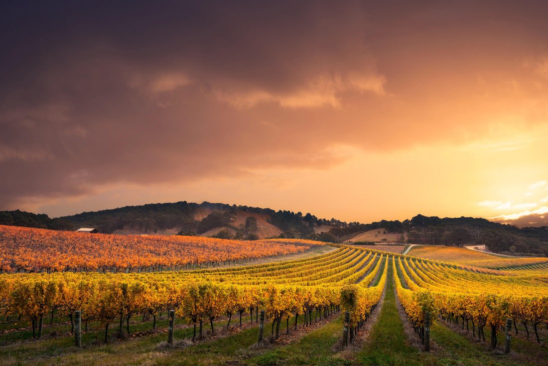 Gorgeous Sunset over a South Australian vineyard 2000pc Puzzle