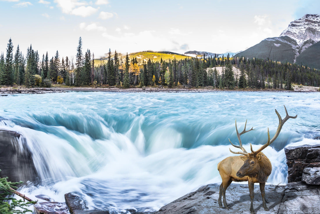 Noah Jigsaw Puzzle The waters of a melting mountain glacier feed the spiritual waterfall of Athabasca. The red deer at the waterfall 2000 pieces