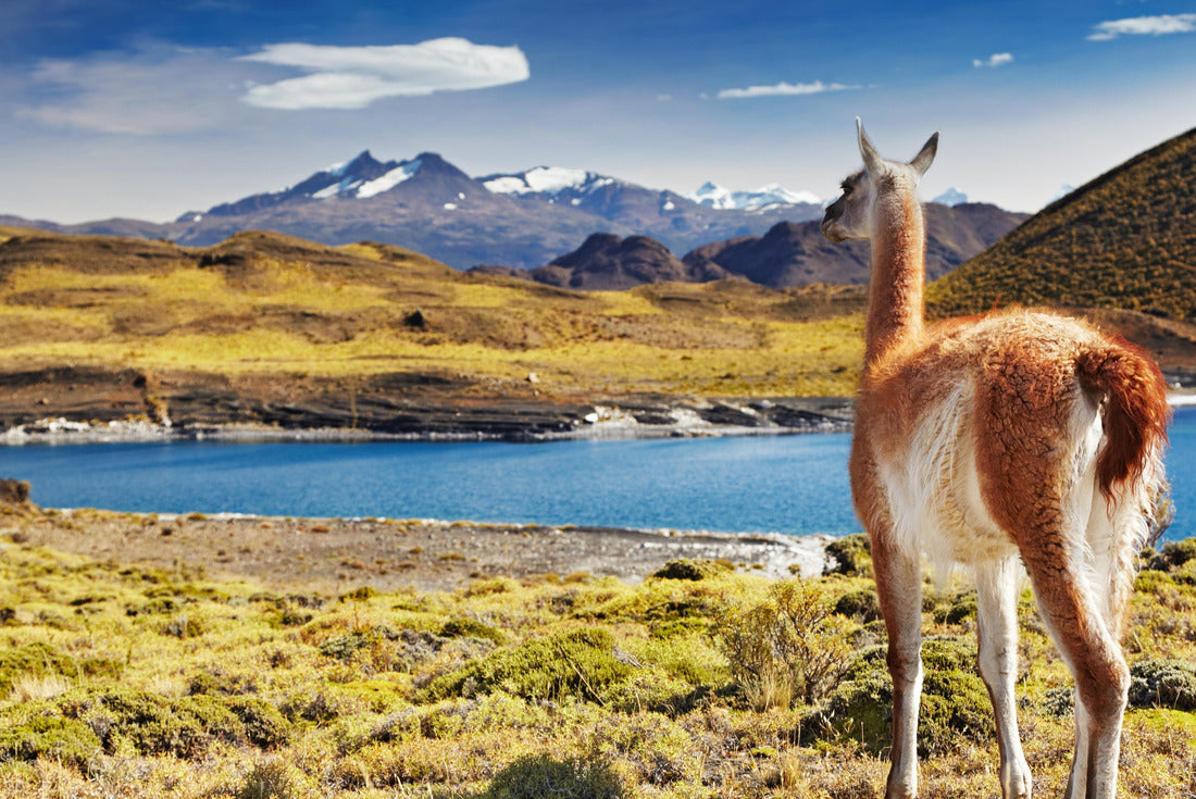 Guanaco in the Torres del Paine National Park, Patagonia, Chile 2000pc Puzzle