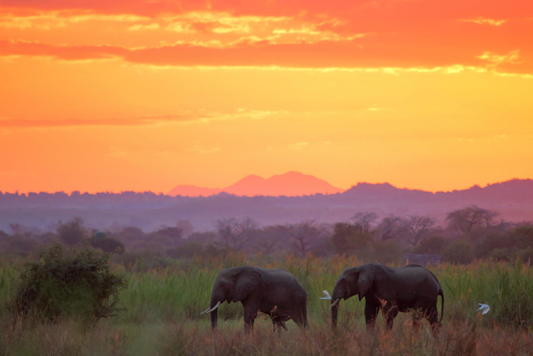 Elephants at sunset in Liwonde National Park. Malawi 2000pc Puzzle