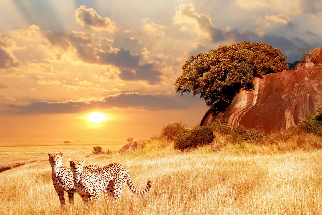 Cheetahs in the African savannah on a backdrop of a beautiful sunset. Serengeti National Park. Tanzania. Africa 2000pc Puzzle