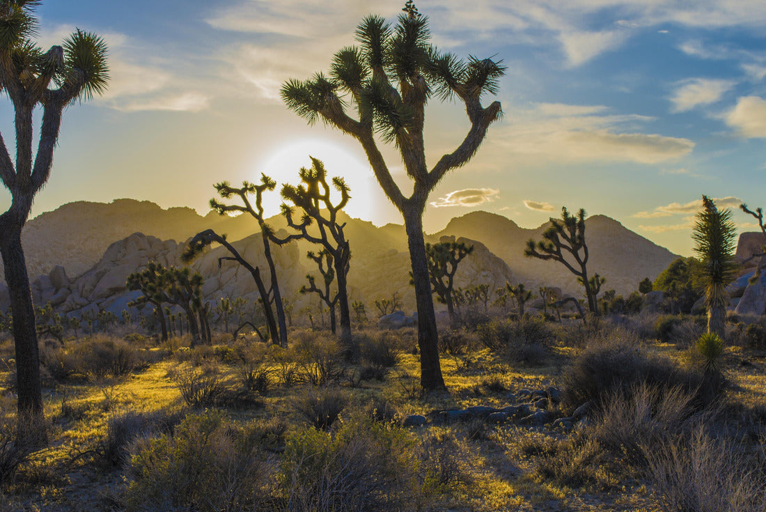Joshua Tree National Park 2000pc Puzzle
