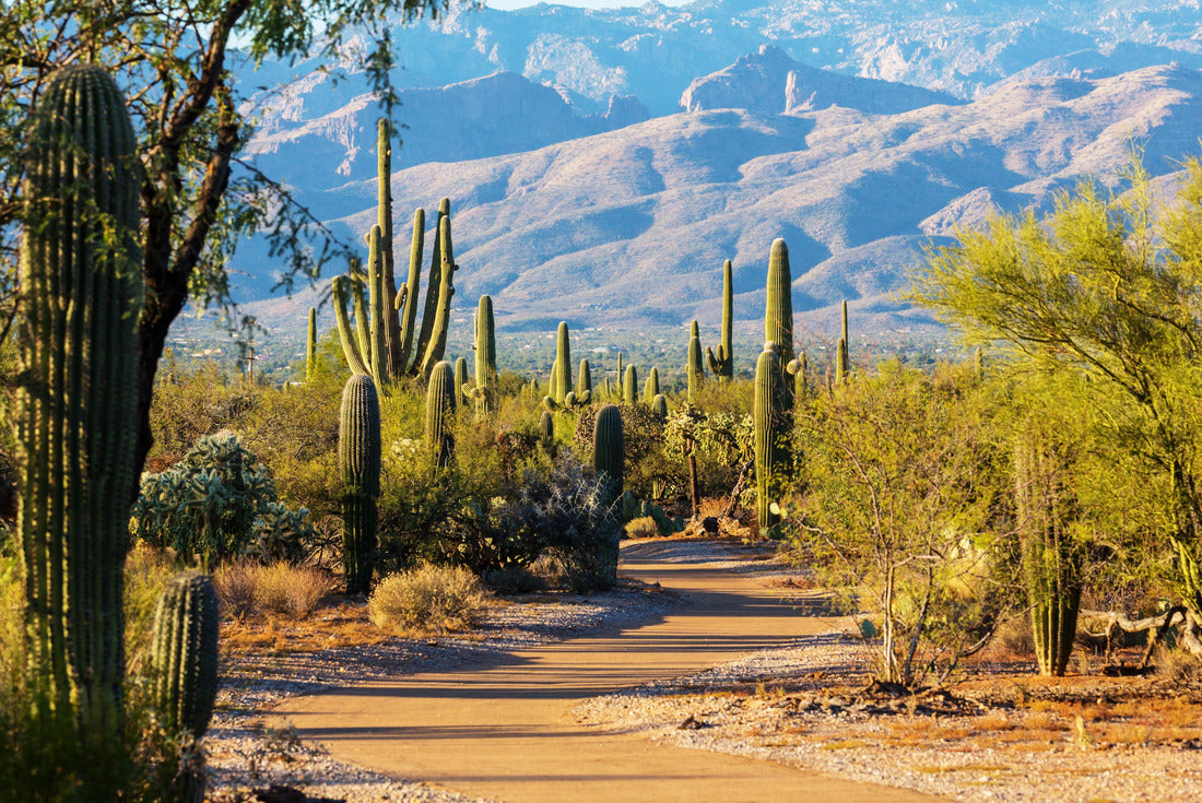 Noah Jigsaw Puzzle Saguaro National Park 2000 pieces