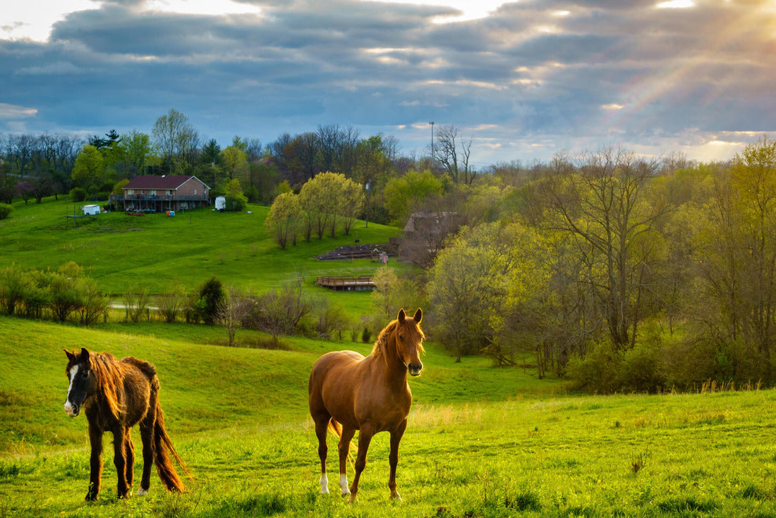 Beautiful chestnut horses on a farm in central Kentucky at sunset 2000pc Puzzle