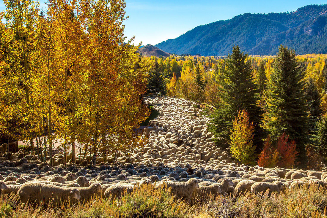 A flock of sheep is being brought down from high pasture and driven through Ketchum as part of the trailing of the sheep festival in Hailey, Idaho 2000pc Puzzle