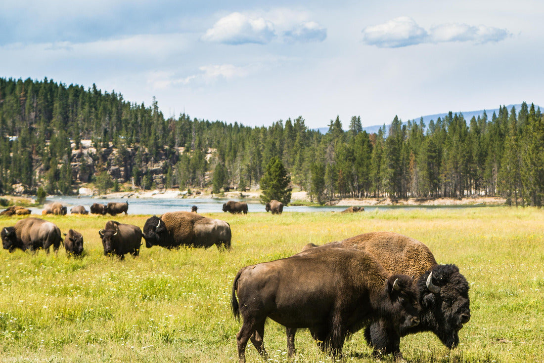 Noah Jigsaw Puzzle Bison (buffalo) at Yellowstone National Park, WY, USA 2000 pieces