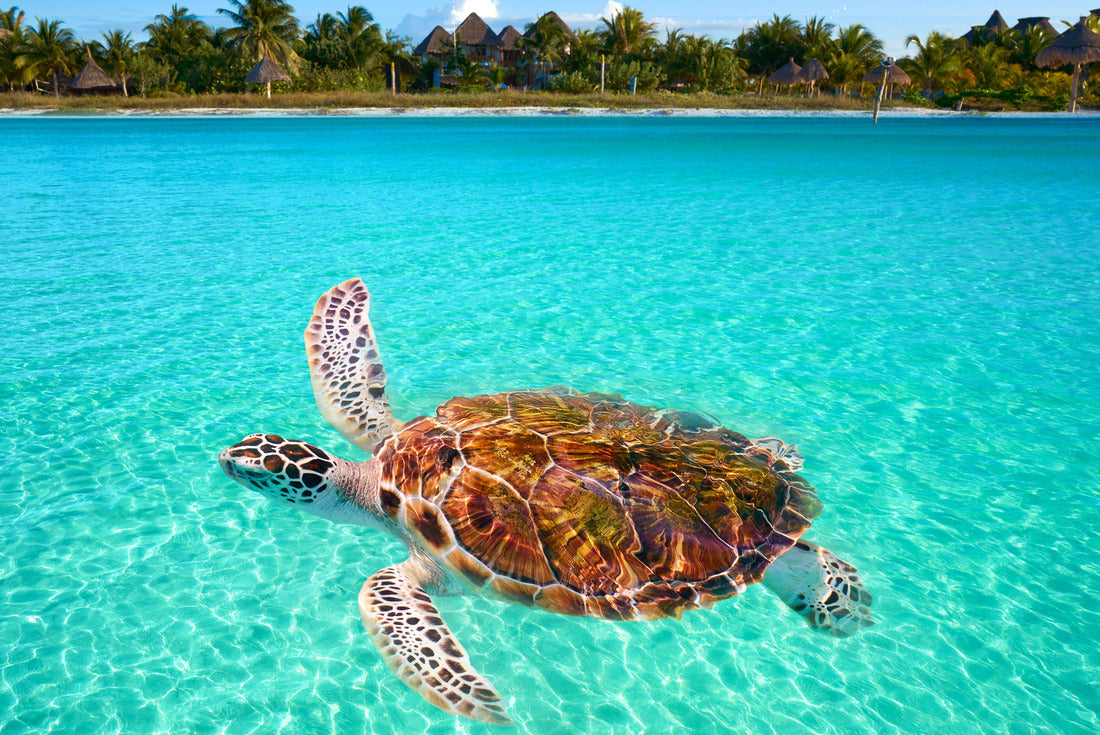 Holbox Island turtle in Quintana Roo in Mexico 2000pc Puzzle