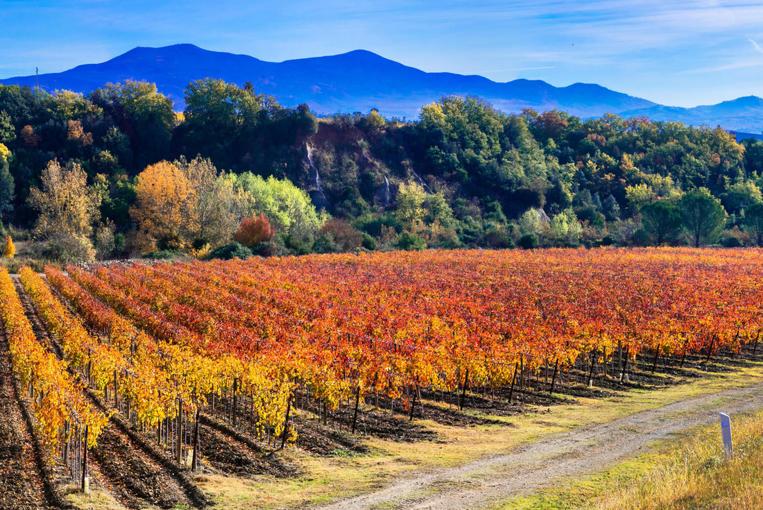 Traditional landscape and landscapes of beautiful Tuscany. Vineyards in golden colors and cypress trees. Italy 2000pc Puzzle