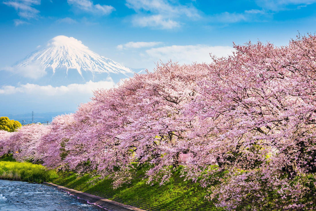 Mt. Fuji, Japan spring landscape 2000pc Puzzle