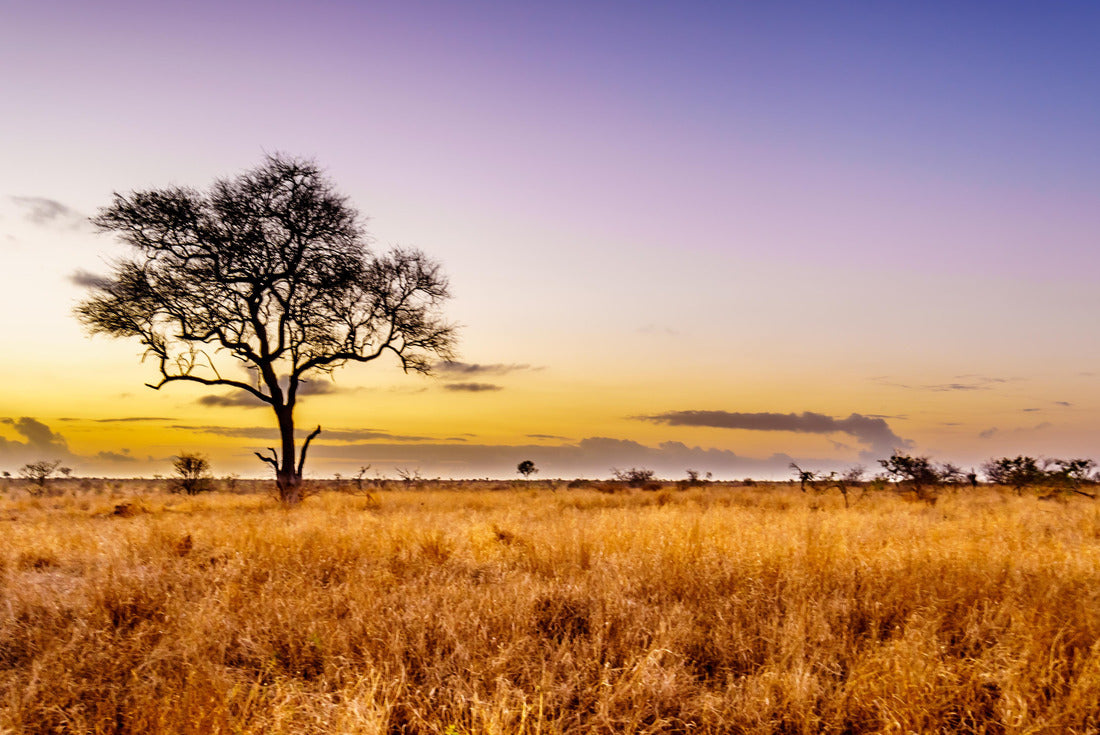 Sunrise over savannah and grass plains in the central Kruger National Park in South Africa 2000pc Puzzle