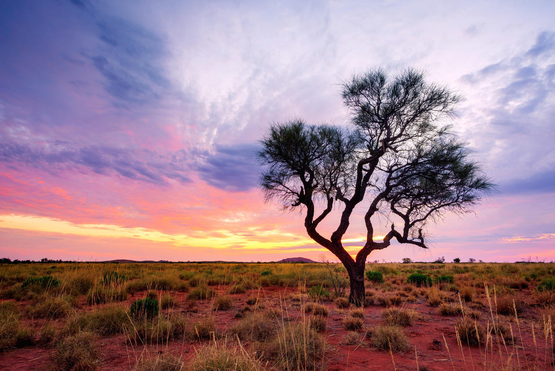 A Hakea tree stands alone in the Australian outback during sunset. Pilbara region, Western Australia, Australia 2000pc Puzzle