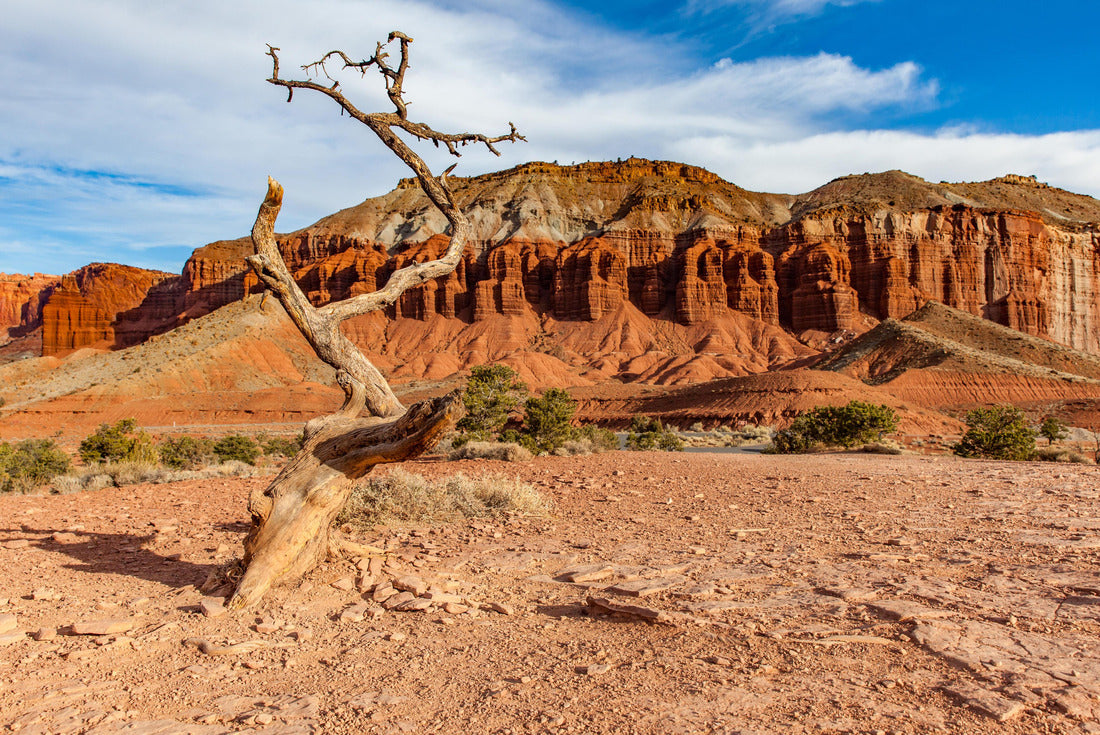 Noah Jigsaw Puzzle Old single tree in Capitol Reef National Park, Utah 2000 pieces