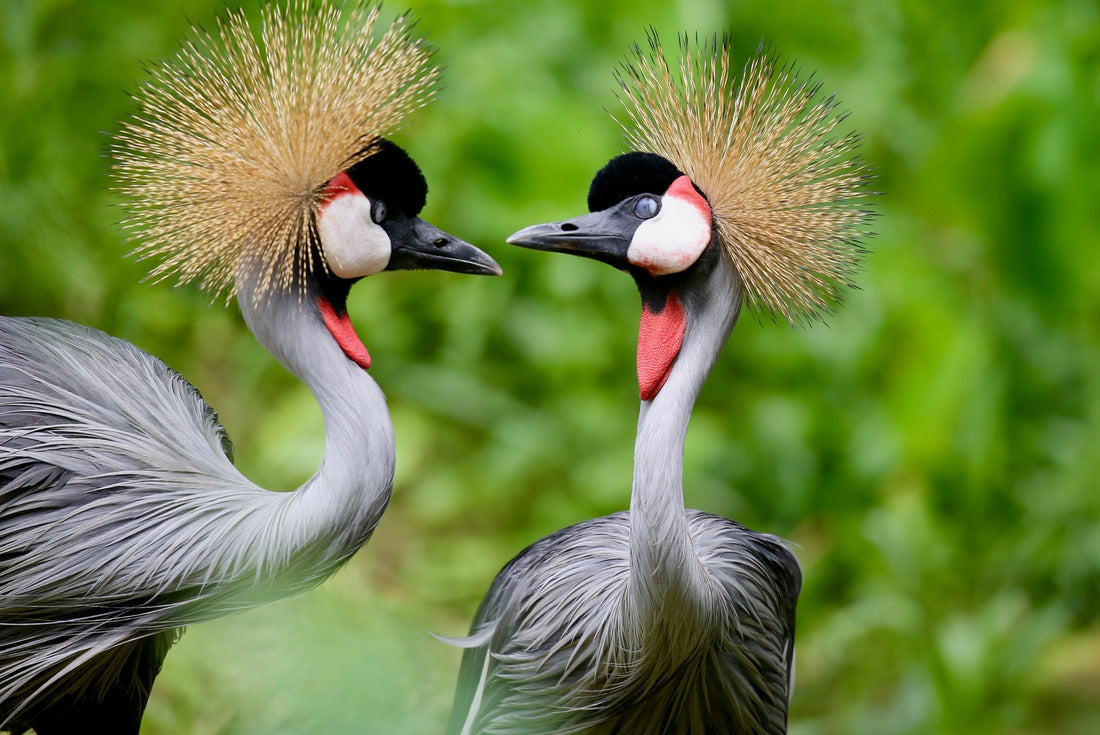 Birds in Uganda - The gray crane 2000pc Puzzle