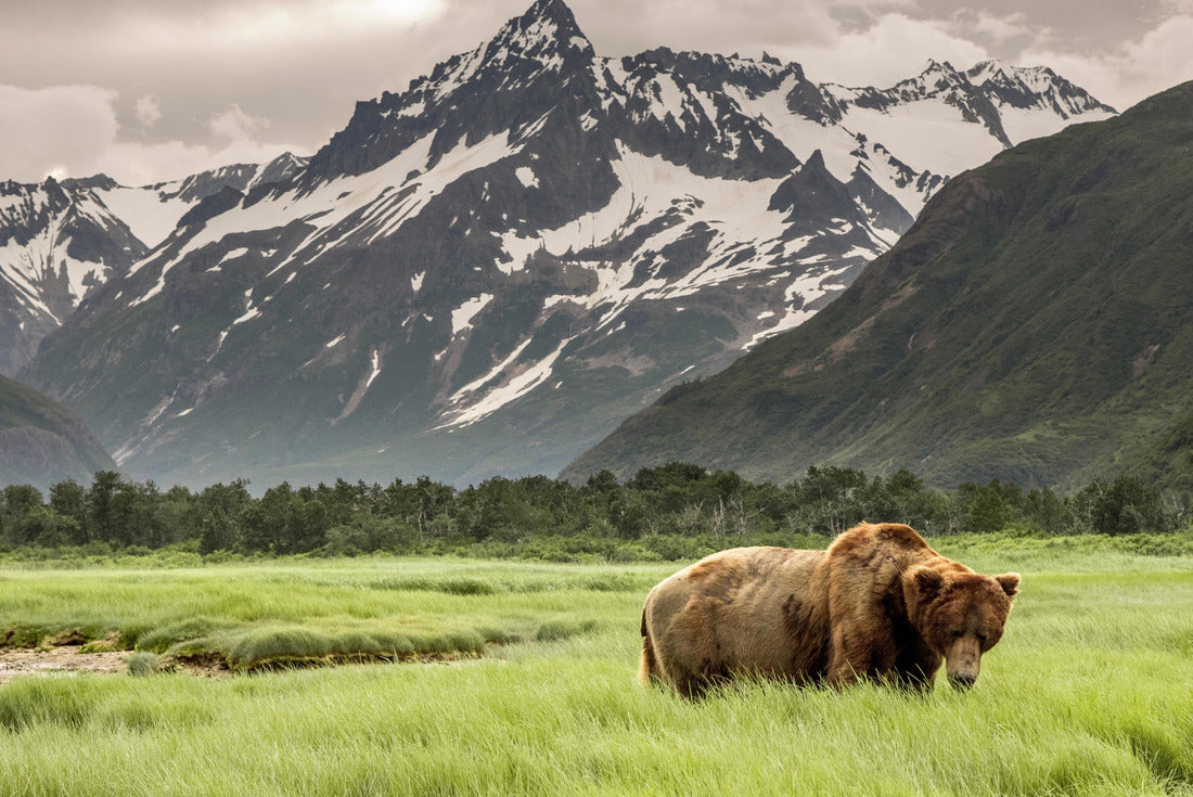 Grizzly bear from the shores of Alaska 2000pc Puzzle
