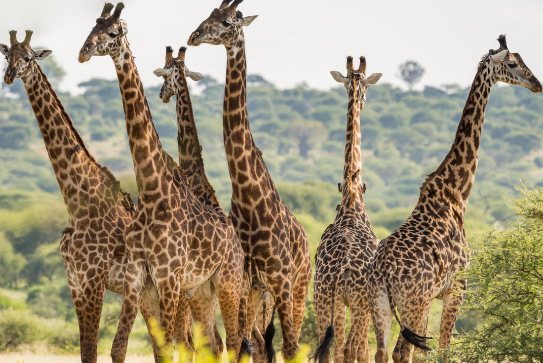Group of six giraffes in Tarangire National Park, Tanzania 2000pc Puzzle