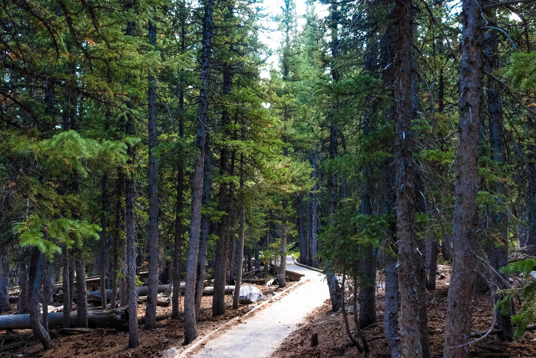 A trail inside Great Basin National Park 2000pc Puzzle