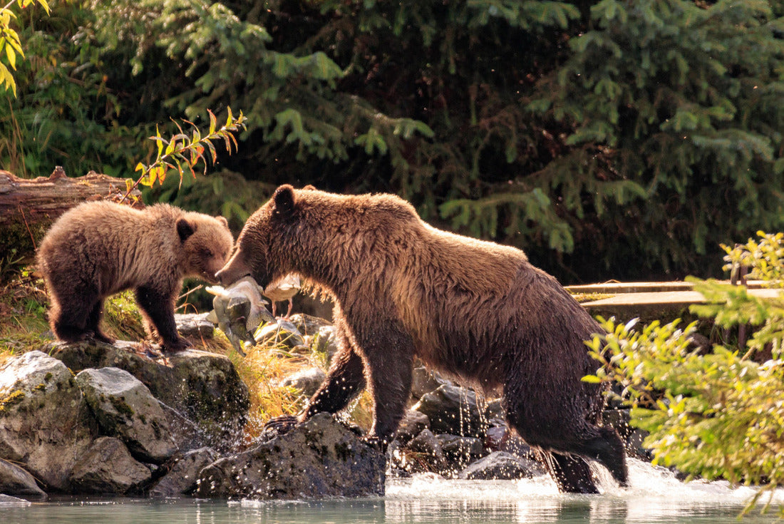 Mother Bear Fishing with the junctions of the Chilkoot River, Haines Alaska 2000pc Puzzle