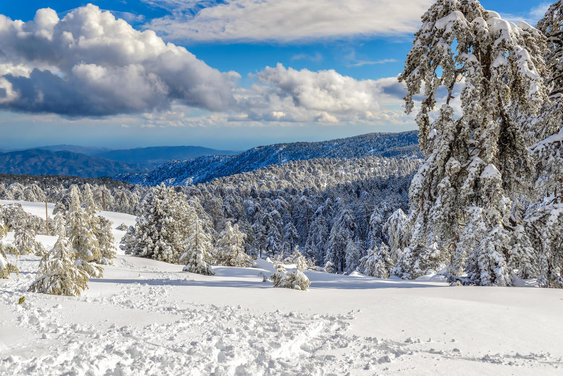Noah Jigsaw Puzzle Winter forest landscape in Troodos, Cyprus 2000 pieces