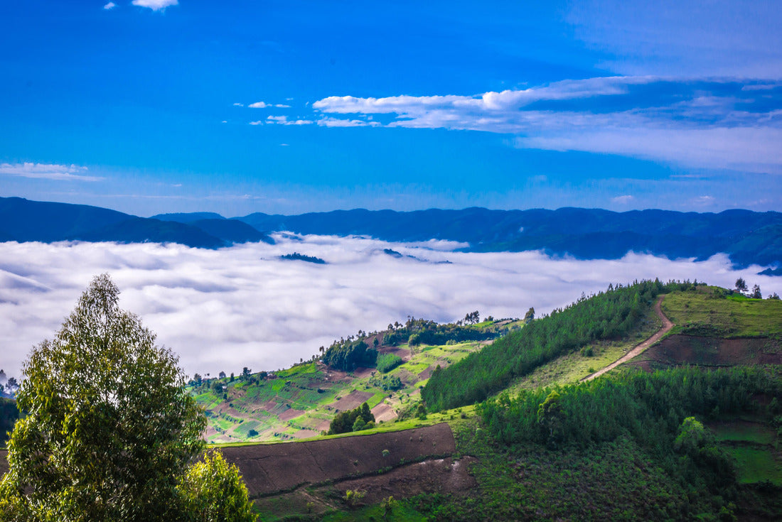 Noah Jigsaw Puzzle Hills of Uganda near Gorilla National Park 2000 pieces