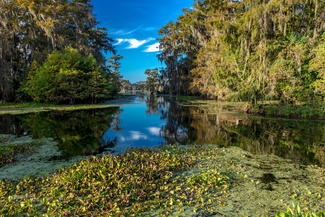 Lafayette, Louisiana, USA - Cajun Swamp & Lake Martin, near Breaux Bridge and Lafayette Louisiana 2000pc Puzzle