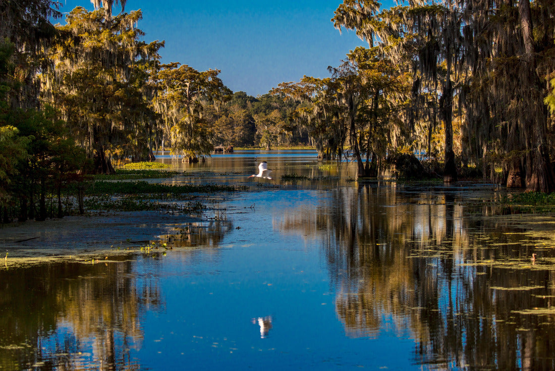 Lafayette, Louisiana, USA - White Egret flies in Cajun Swamp & Lake Martin, near Breaux Bridge and Lafayette Louisiana 2000pc Puzzle