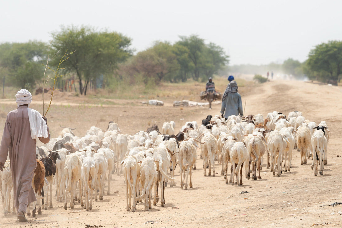 Flock of sheep traveling with flock of sheep in village in desert landscape. Chhad N'Djamena, in the Sahel desert and Sahara. Hot weather in desert climate at Chari River, Chad 2000pc Puzzle