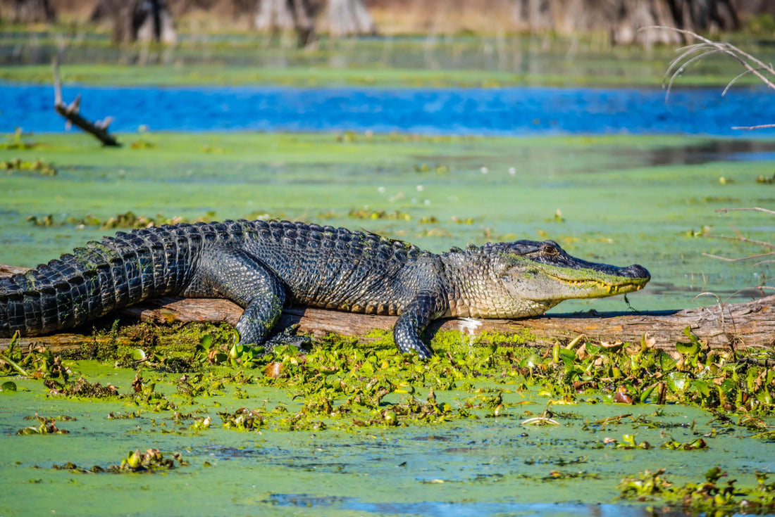 A large American alligator in Abbeville, Louisiana 2000pc Puzzle