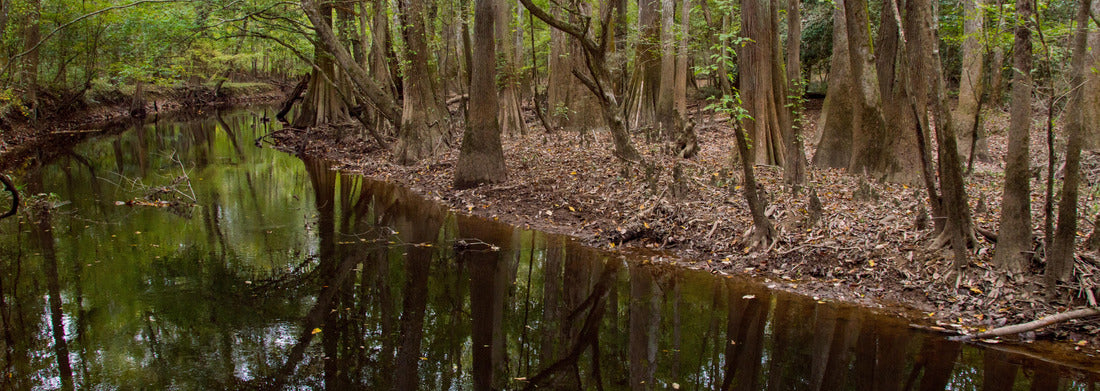 Noah Jigsaw Puzzle Cedar Creek in Congaree National Park panorama 1000 pieces