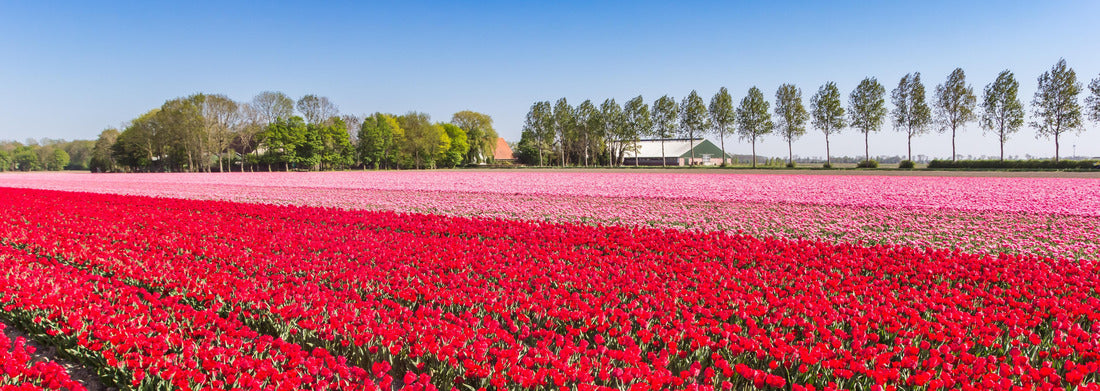 a field of red and pink tulips in Noordoostpolder, Netherlands 1000pc Panoramic Puzzle