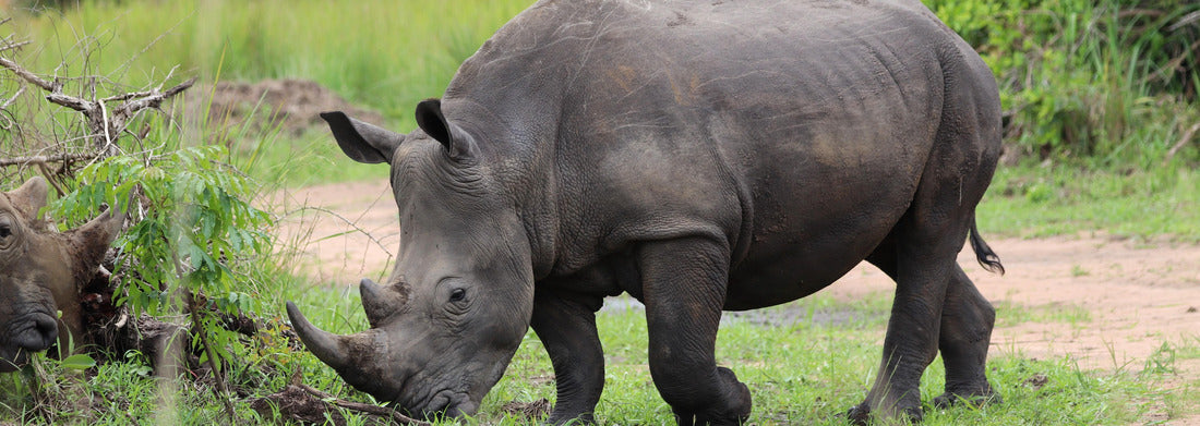 Noah Jigsaw Puzzle Southern White Rhino (Ceratotherium simum simum) - Ziwa Rhino Sanctuary, Uganda, Africa panorama 1000 pieces