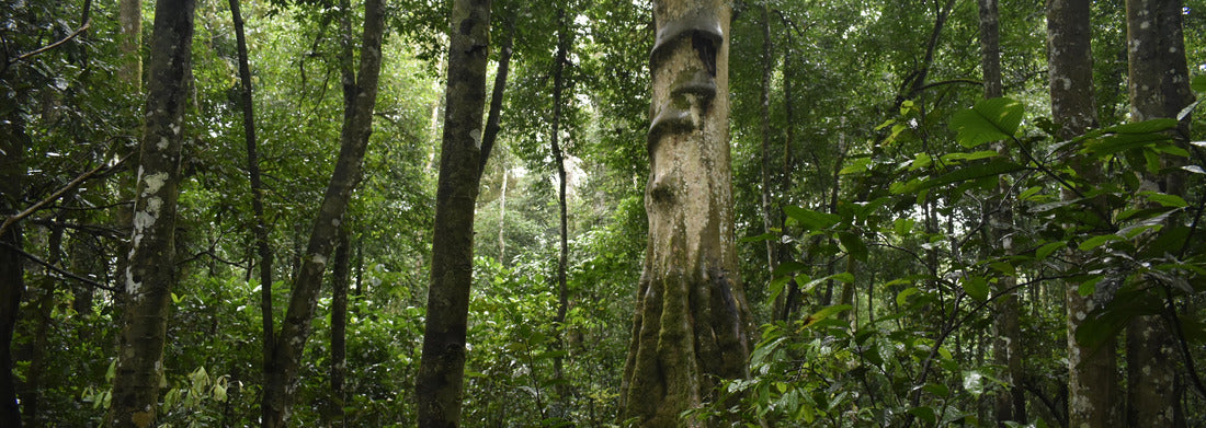 Noah Jigsaw Puzzle Green landscape of tropical Uganda panorama 1000 pieces