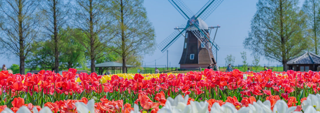 Noah Jigsaw Puzzle The landscape in springtime of Japan in springtime, the cityscape of Akebonoyama agricultural park in Kashiwa, Chiba panorama 1000 pieces