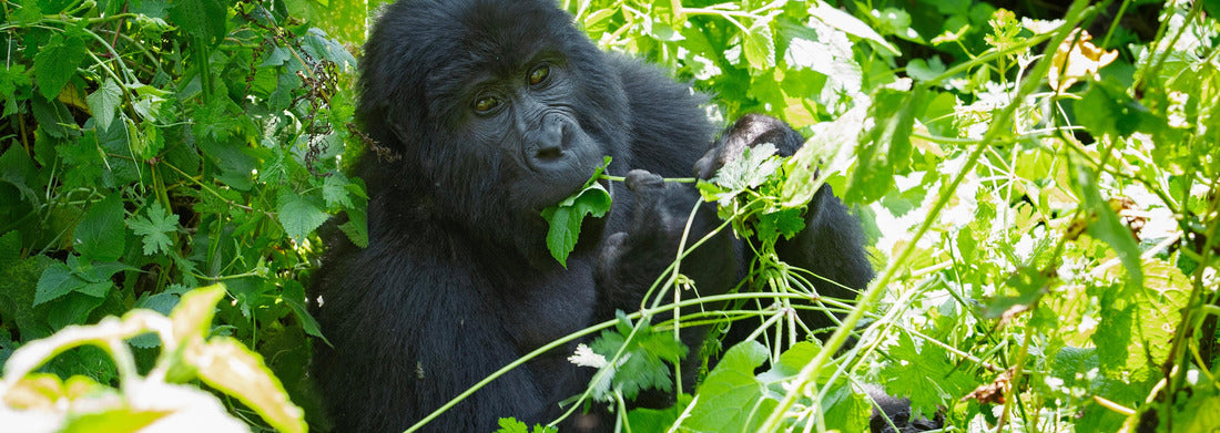 Noah Jigsaw Puzzle Mountain gorilla in Bwindi Impenetrable National Park. Gorilla in natural habitat. Wildlife in Uganda panorama 1000 pieces