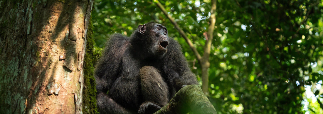 Noah Jigsaw Puzzle Chimpanzee in Kibale forest. Scold on the tree. Safari in Uganda panorama 1000 pieces