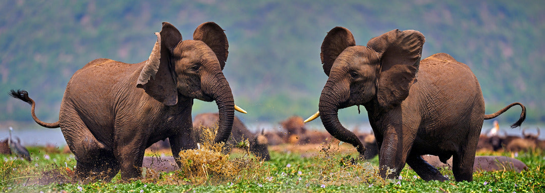 Noah Jigsaw Puzzle Elephants fight, young men, in the Kazinga Channel Queen Elizabeth NP in Uganda. Young men in the water with pink hyacinth blooming, wild nature. Wildlife Uganda. Elephant behavior panorama 1000 pieces
