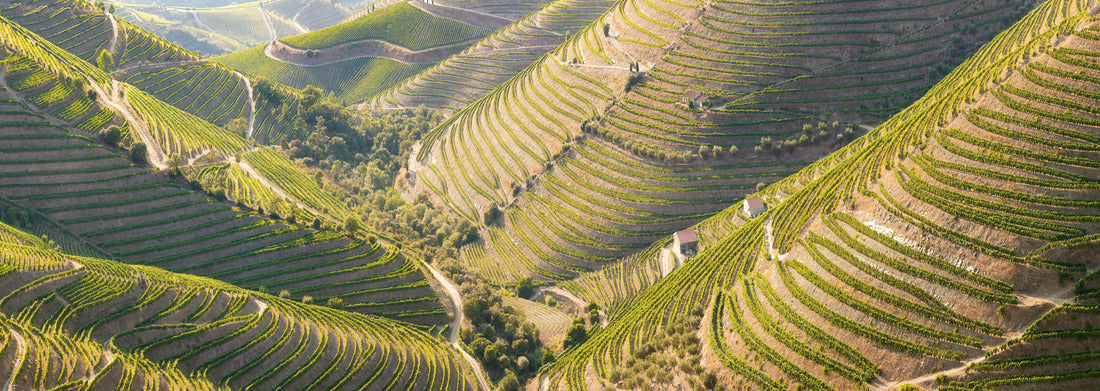 Noah Jigsaw Puzzle Beautiful vineyards in the Valley of the River Douro, Portugal, Portugal. Portuguese port wine. Terrace fields panorama 1000 pieces