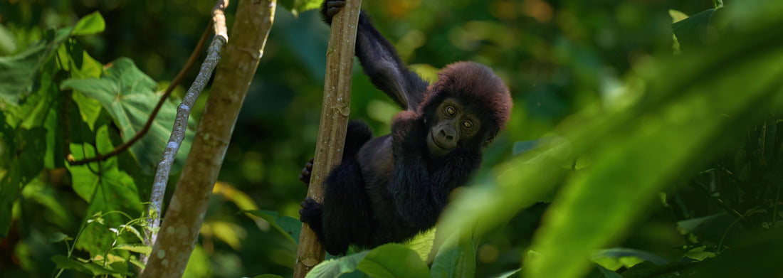 Noah Jigsaw Puzzle Young mountain gorilla in the forest. Gorilla baby. Gorilla in habitat, Bwindi NP in Uganda. Wildlife in Africa. Playing on the tree in the forest, the nature wild life in Uganda panorama 1000 pieces