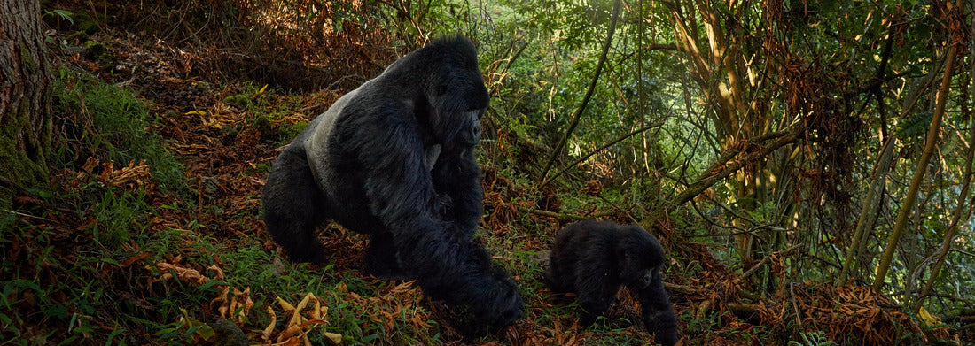 Noah Jigsaw Puzzle Mountain gorilla with a small baby - wildlife. Mountain gorilla, Mgahinga National Park in Uganda panorama 1000 pieces