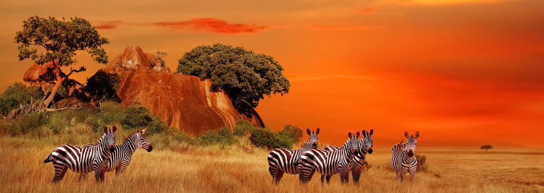 Noah Jigsaw Puzzle Zebras in the African savannah at sunset. Serengeti National Park. Tanzania panorama 1000 pieces
