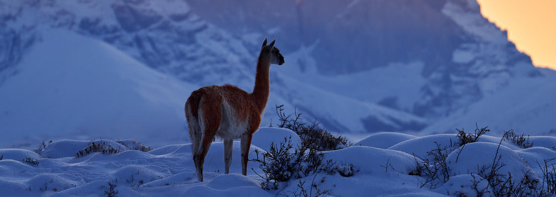 Noah Jigsaw Puzzle Guanaco in Chile, Torres del Paine NP in Patagonia. Winter with snow in South America. Llama guanaco (Lama guanicoe) in its natural habitat, rocky hills in the mountains. Sunset with snow in Patagonia panorama 1000 pieces