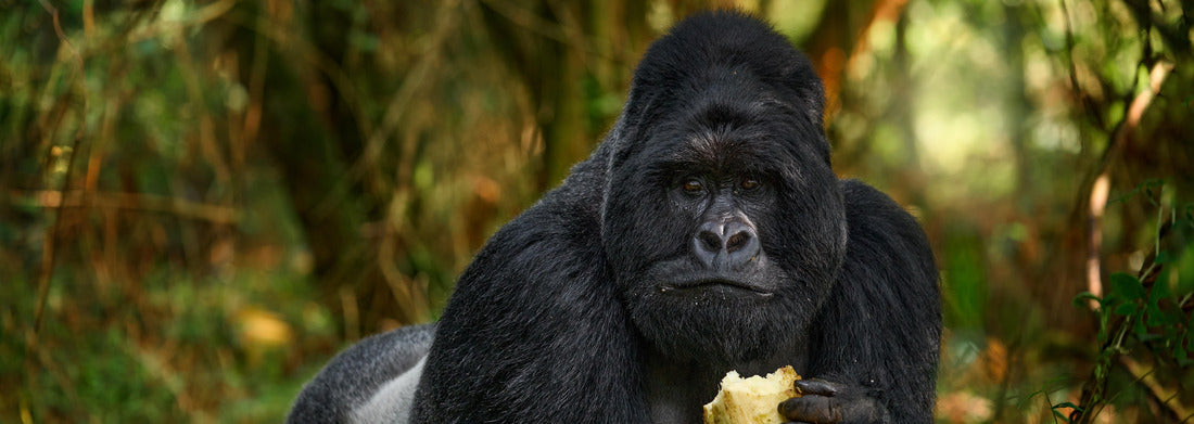 Noah Jigsaw Puzzle Uganda mountain gorilla with food panorama 1000 pieces