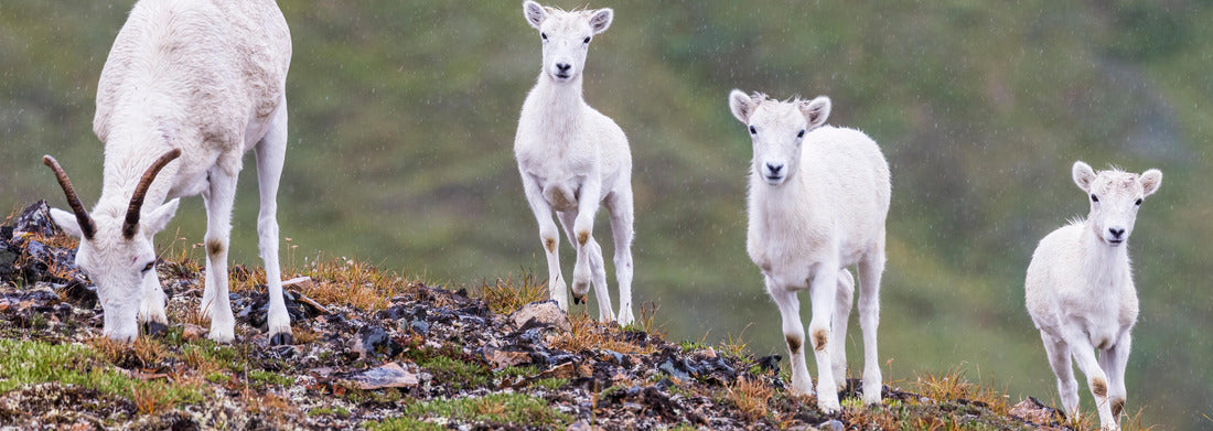 Wild mountain goats grazing for food on the side of a mountain in Lake Clark National Park in Alaska 1000pc Panoramic Puzzle