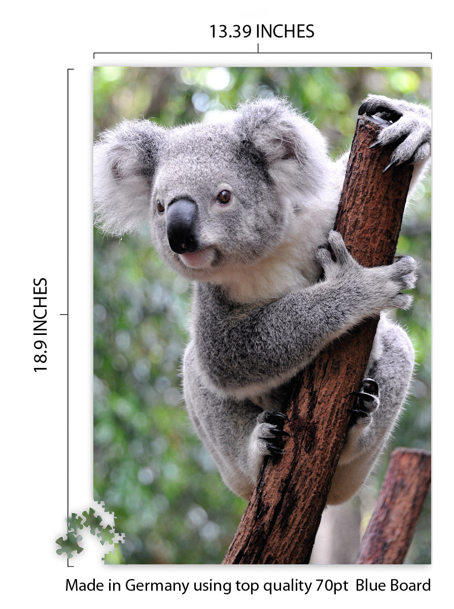 Koala, Australia
