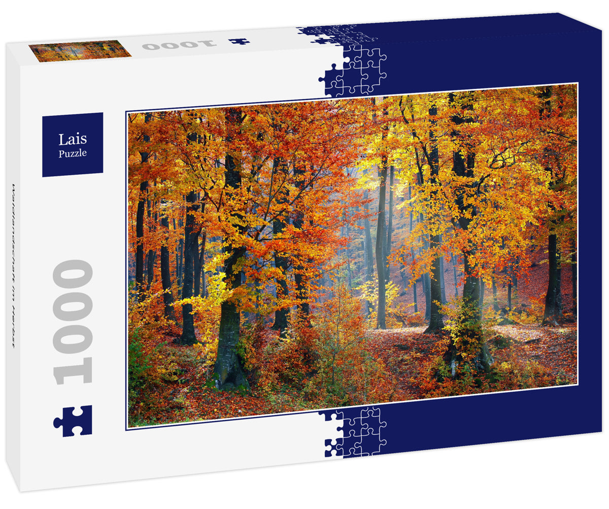 Autumn Forest Landscape