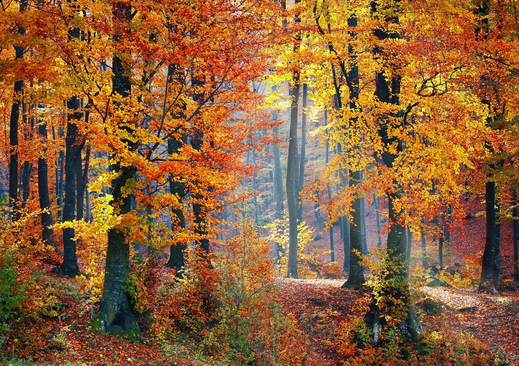 Autumn Forest Landscape