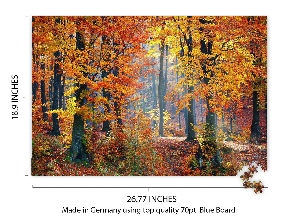 Autumn Forest Landscape